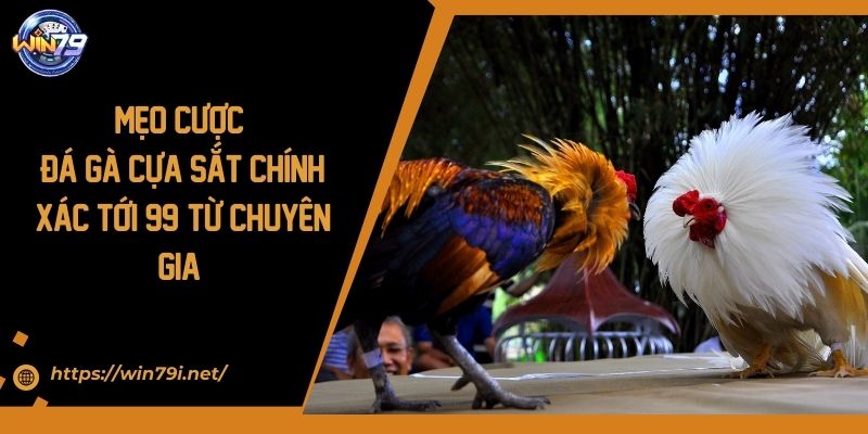Mẹo Cược Đá Gà Cựa Sắt Chính Xác Tới 99% Từ Chuyên Gia
