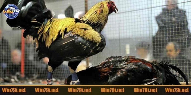 Luật đá gà Campuchia phổ biến nhất mà người chơi nên biết