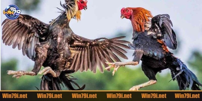 Những cách chơi đá gà Campuchia cơ bản cho người mới